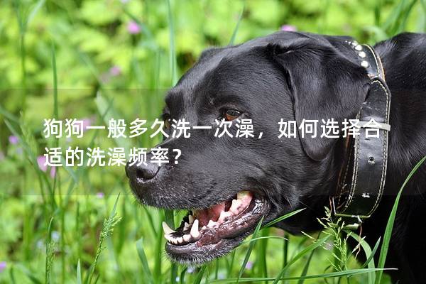 狗狗一般多久洗一次澡，如何選擇合適的洗澡頻率？