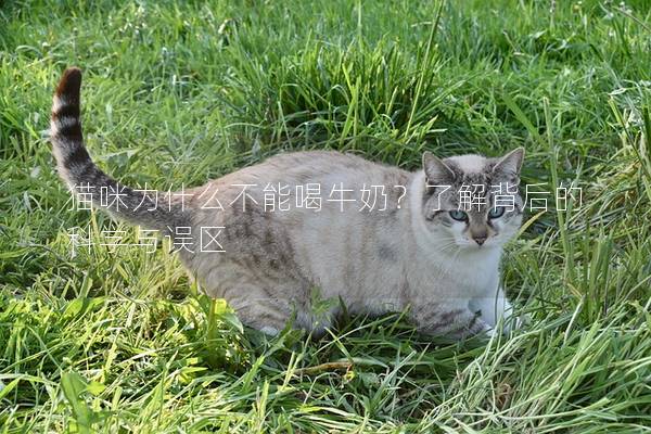 貓咪為什么不能喝牛奶？了解背后的科學與誤區