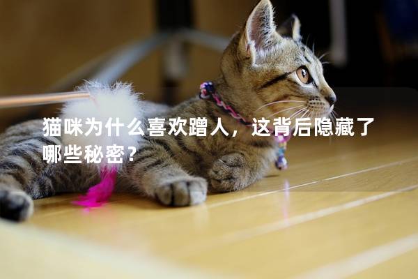 貓咪為什么喜歡蹭人，這背后隱藏了哪些秘密？