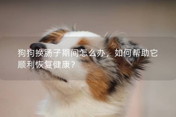 狗狗換腸子期間怎么辦,如何幫助它順利恢復健康? 狗狗換腸子期間怎么辦,如何幫助它順利恢復健康?