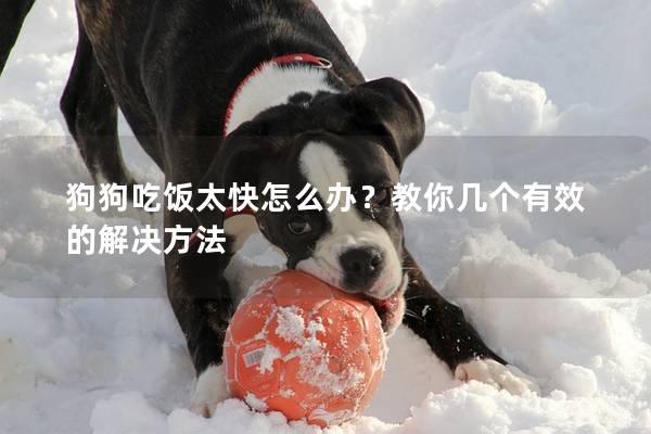 狗狗吃飯?zhí)煸趺崔k？教你幾個有效的解決方法