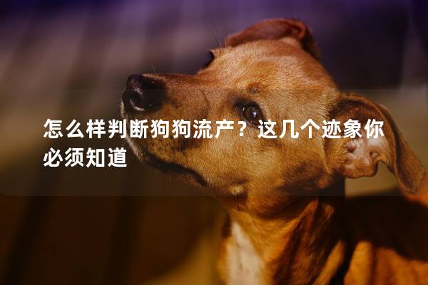 怎么樣判斷狗狗流產(chǎn)？這幾個跡象你必須知道
