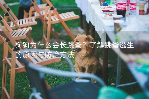 狗狗為什么會(huì)長跳蚤？了解跳蚤滋生的原因與防治方法