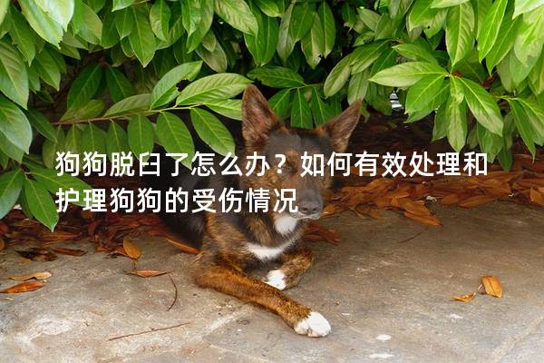 狗狗脫臼了怎么辦？如何有效處理和護理狗狗的受傷情況