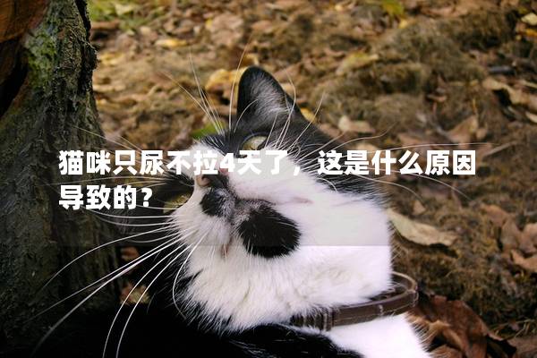 貓咪只尿不拉4天了，這是什么原因導致的？