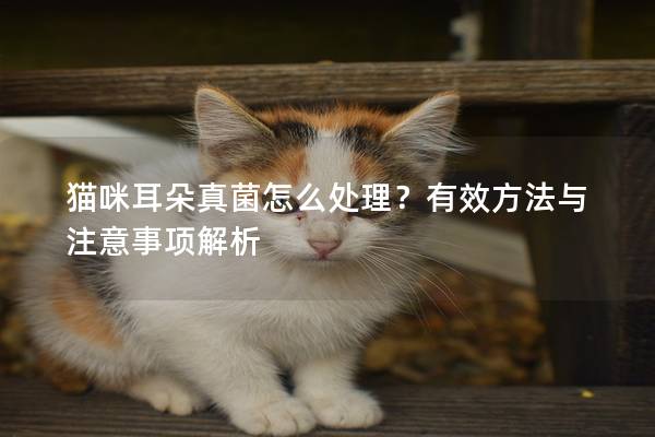 貓咪耳朵真菌怎么處理？有效方法與注意事項解析