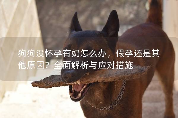 狗狗沒懷孕有奶怎么辦，假孕還是其他原因？全面解析與應對措施