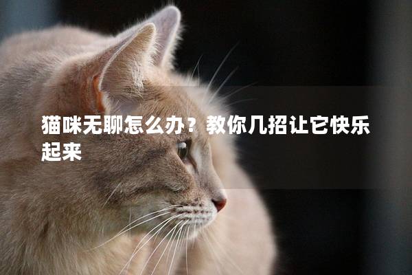 貓咪無聊怎么辦？教你幾招讓它快樂起來