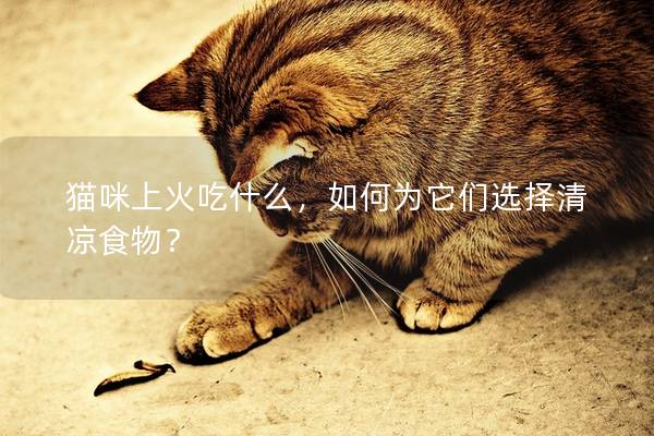 貓咪上火吃什么，如何為它們選擇清涼食物？