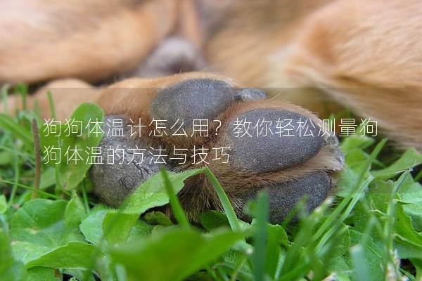 狗狗體溫計怎么用?教你輕松測量狗狗體溫的方法與技巧 狗狗體溫計怎么用?教你輕松測量狗狗體溫的方法與技巧