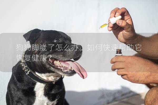 狗狗腳崴了怎么辦，如何快速幫助它恢復健康？