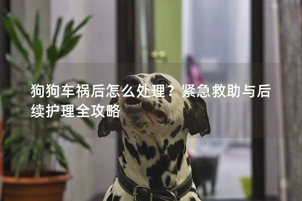狗狗車禍后怎么處理？緊急救助與后續(xù)護(hù)理全攻略