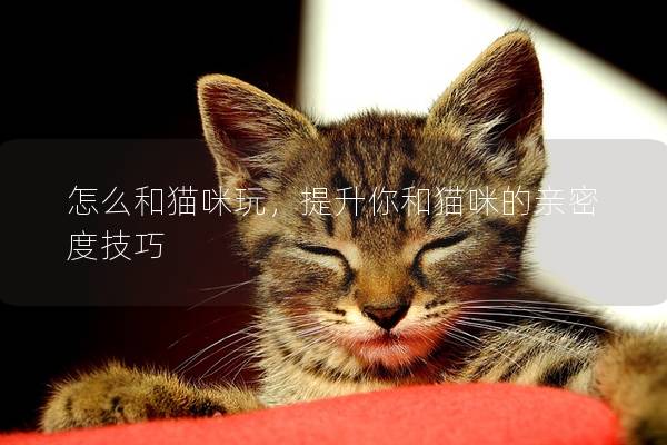 怎么和貓咪玩，提升你和貓咪的親密度技巧