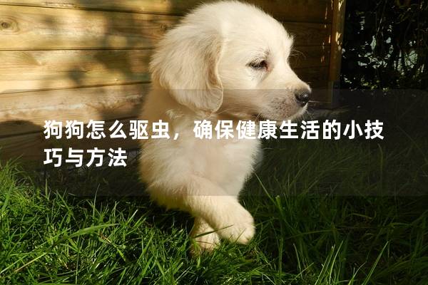 狗狗怎么驅蟲,確保健康生活的小技巧與方法 狗狗怎么驅蟲,確保健康生活的小技巧與方法