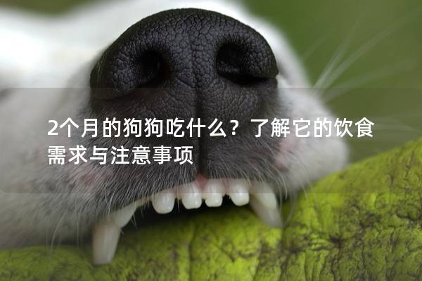 2個月的狗狗吃什么？了解它的飲食需求與注意事項