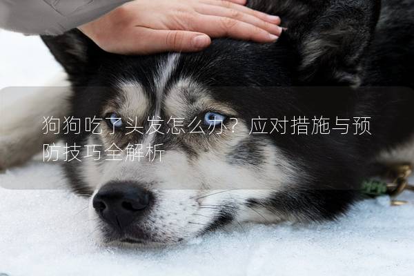 狗狗吃了頭發(fā)怎么辦？應對措施與預防技巧全解析