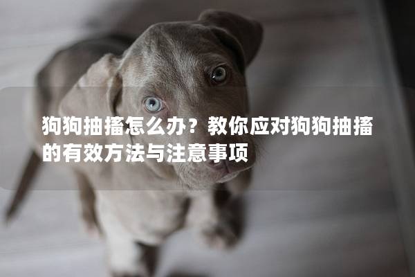 狗狗抽搐怎么辦？教你應對狗狗抽搐的有效方法與注意事項