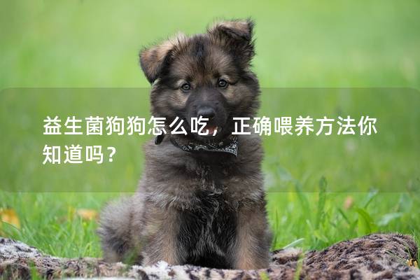 益生菌狗狗怎么吃，正確喂養方法你知道嗎？