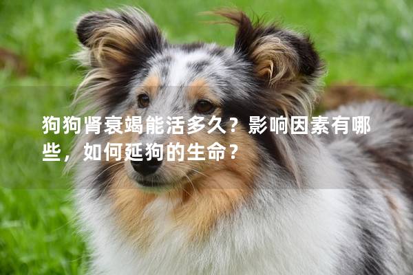 狗狗腎衰竭能活多久？影響因素有哪些，如何延狗的生命？