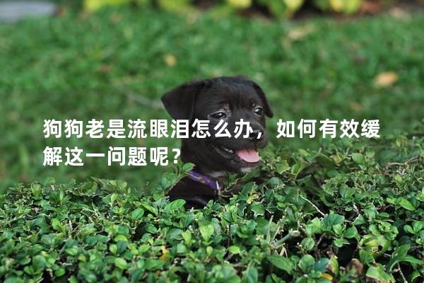 狗狗老是流眼淚怎么辦，如何有效緩解這一問題呢？