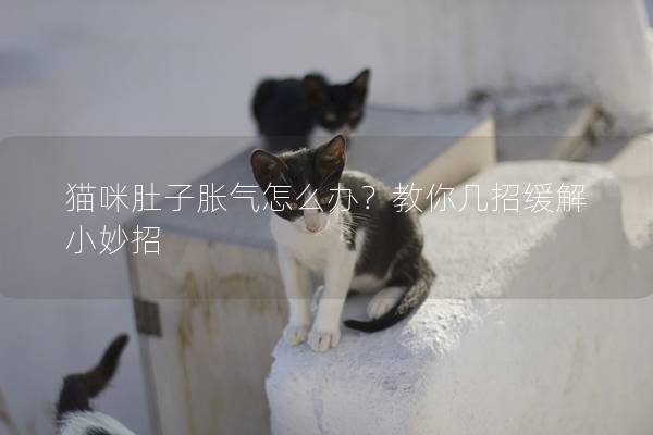 貓咪肚子脹氣怎么辦？教你幾招緩解小妙招