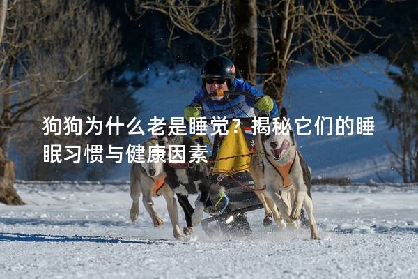 狗狗為什么老是睡覺？揭秘它們的睡眠習(xí)慣與健康因素