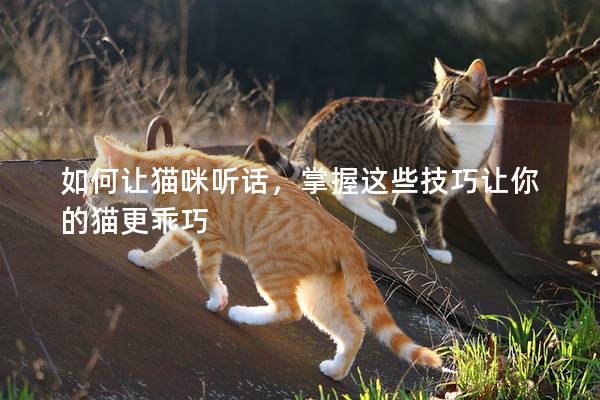 如何讓貓咪聽話，掌握這些技巧讓你的貓更乖巧