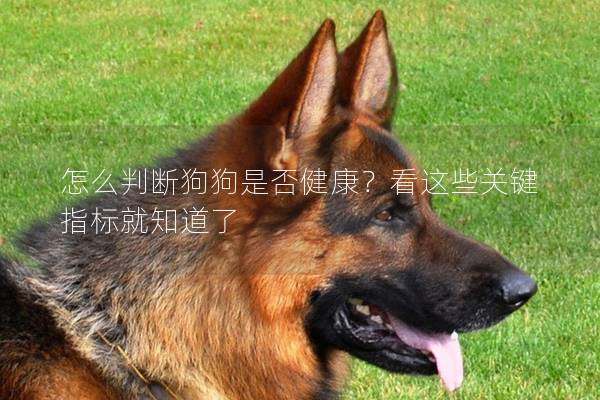 怎么判斷狗狗是否健康？看這些關鍵指標就知道了