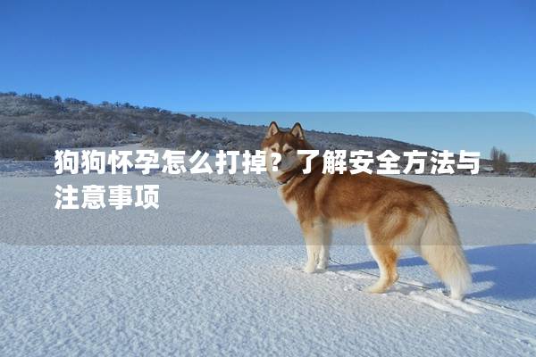 狗狗懷孕怎么打掉？了解安全方法與注意事項