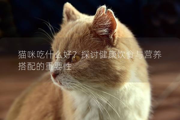 貓咪吃什么好？探討健康飲食與營養(yǎng)搭配的重要性