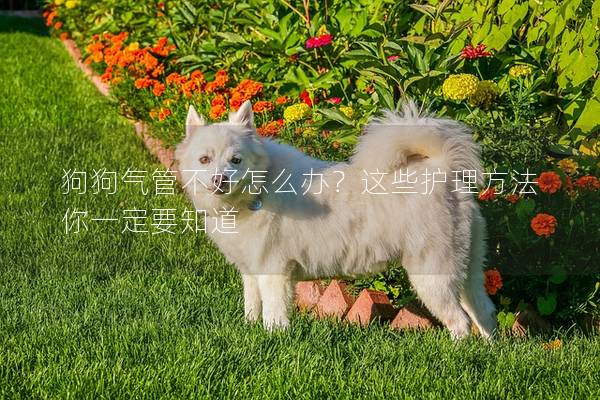 狗狗氣管不好怎么辦？這些護理方法你一定要知道
