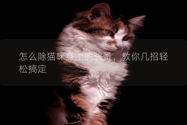 怎么除貓咪身上的跳蚤，教你幾招輕松搞定