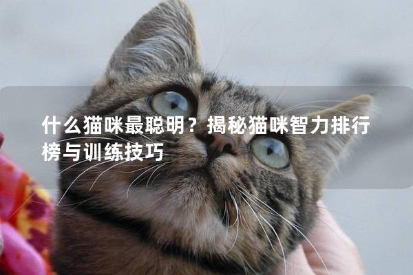什么貓咪最聰明？揭秘貓咪智力排行榜與訓(xùn)練技巧