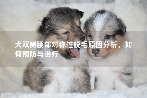 犬雙側腰部對稱性脫毛原因分析，如何預防與治療