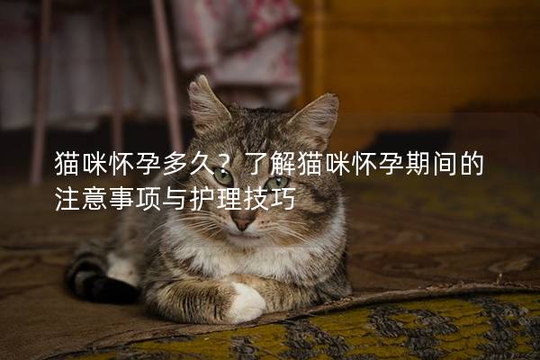 貓咪懷孕多久？了解貓咪懷孕期間的注意事項(xiàng)與護(hù)理技巧