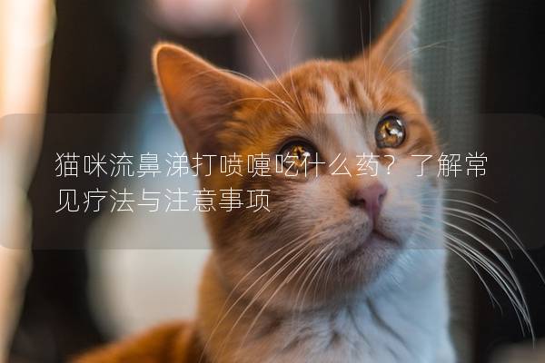 貓咪流鼻涕打噴嚏吃什么藥？了解常見療法與注意事項(xiàng)