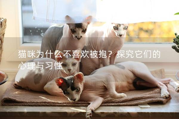 貓咪為什么不喜歡被抱？探究它們的心理與習(xí)性