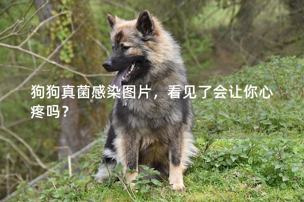 狗狗真菌感染圖片，看見了會讓你心疼嗎？