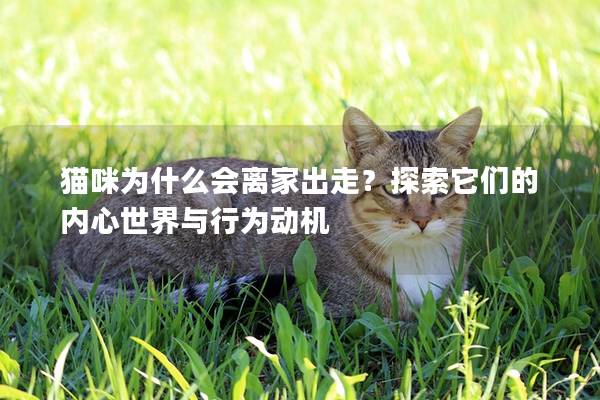 貓咪為什么會離家出走？探索它們的內(nèi)心世界與行為動機(jī)