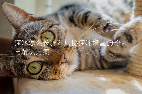 貓咪怎么長胖？揭秘貓咪增重的原因與解決方案
