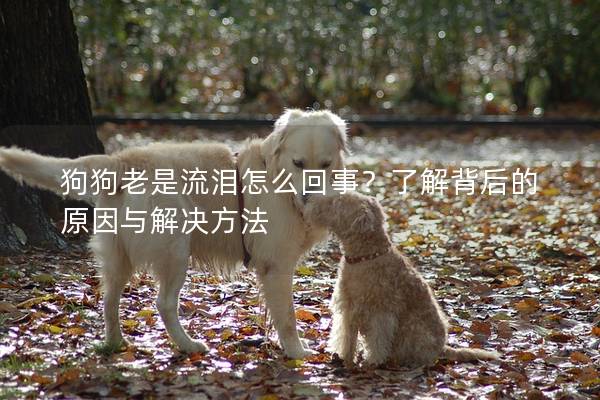 狗狗老是流淚怎么回事？了解背后的原因與解決方法