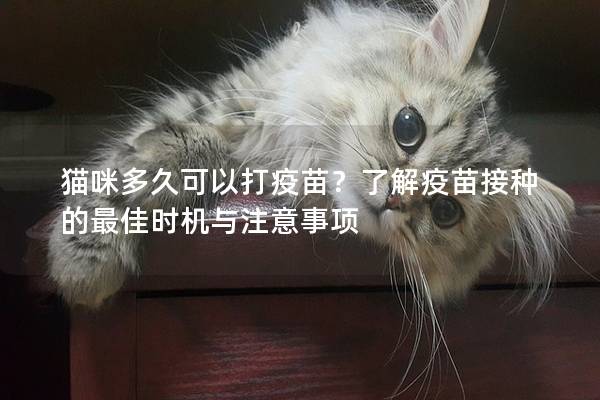 貓咪多久可以打疫苗？了解疫苗接種的最佳時機與注意事項