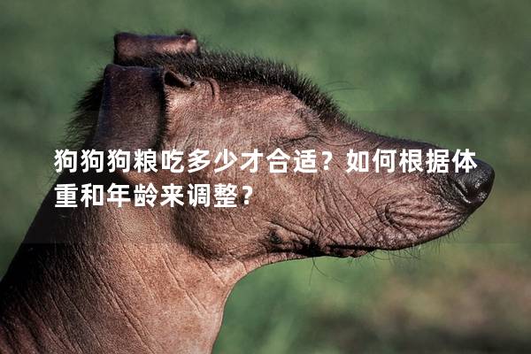 狗狗狗糧吃多少才合適？如何根據體重和年齡來調整？