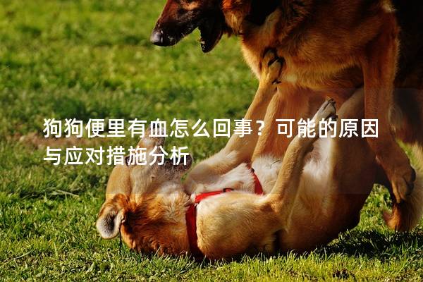 狗狗便里有血怎么回事?可能的原因與應對措施分析 狗狗便里有血怎么回事?可能的原因與應對措施分析