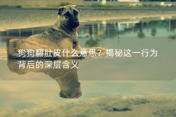 狗狗翻肚皮什么意思？揭秘這一行為背后的深層含義