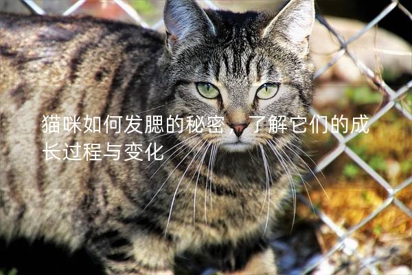 貓咪如何發腮的秘密，了解它們的成長過程與變化