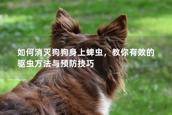 如何消滅狗狗身上蜱蟲，教你有效的驅(qū)蟲方法與預(yù)防技巧
