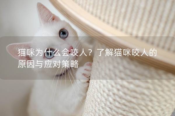 貓咪為什么會(huì)咬人？了解貓咪咬人的原因與應(yīng)對策略