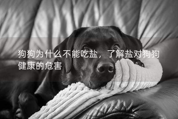 狗狗為什么不能吃鹽，了解鹽對狗狗健康的危害
