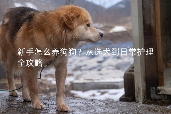 新手怎么養狗狗?從選犬到日常護理全攻略 新手怎么養狗狗?從選犬到日常護理全攻略